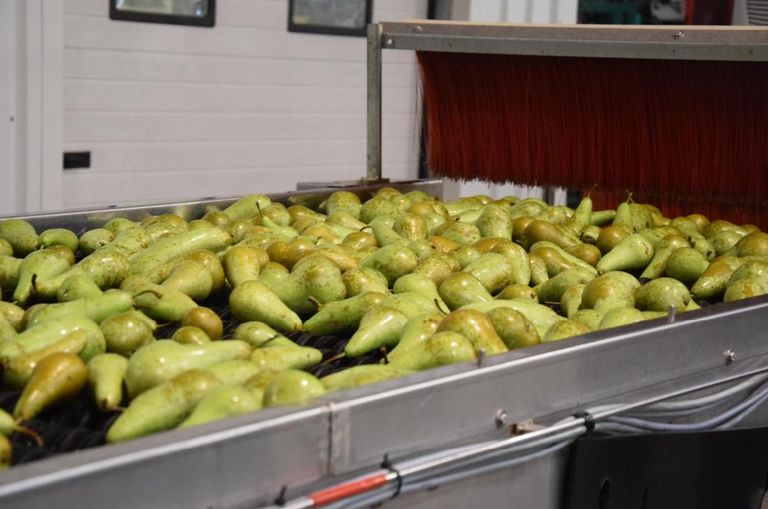 Sortering peren