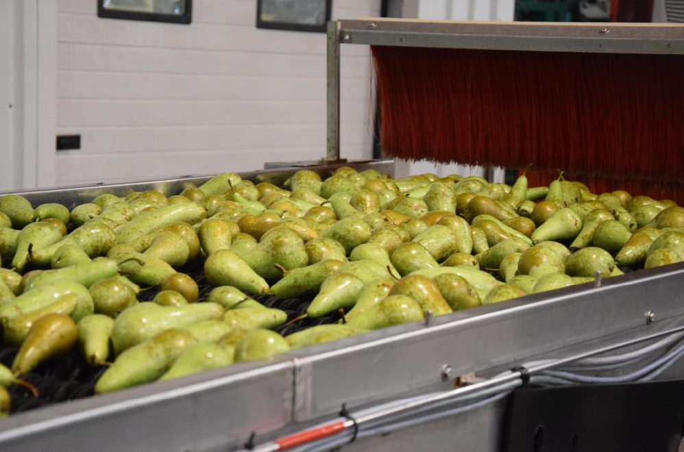 P22 Sort Pak Sortering peren